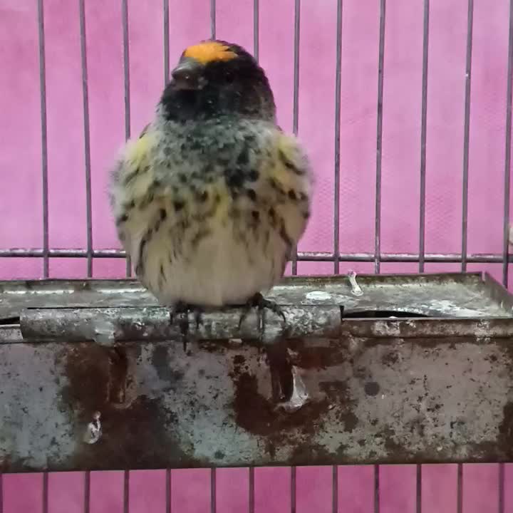 سهره گلبسر مست|پرنده|فردیس, نگارستان|دیوار