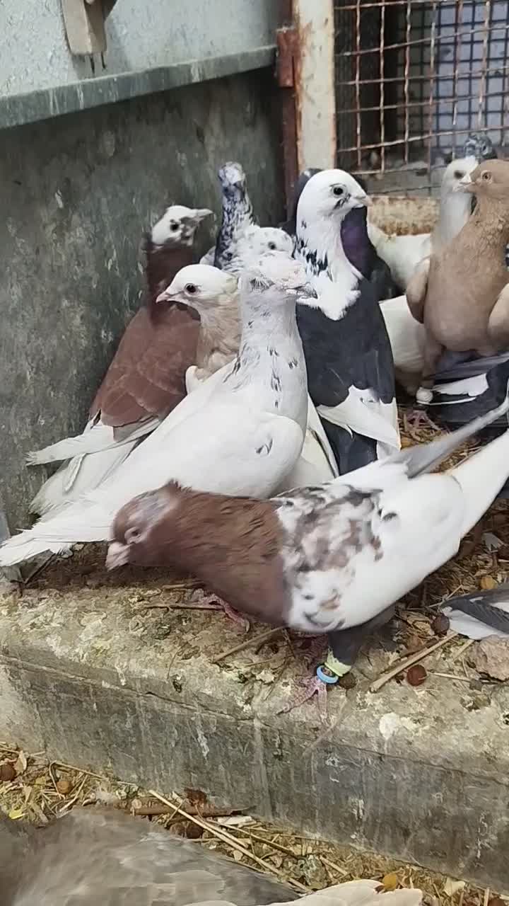 کفتر یا کبوتر بیرونی ب شرط هوا|پرنده|شیراز, پودنک|دیوار