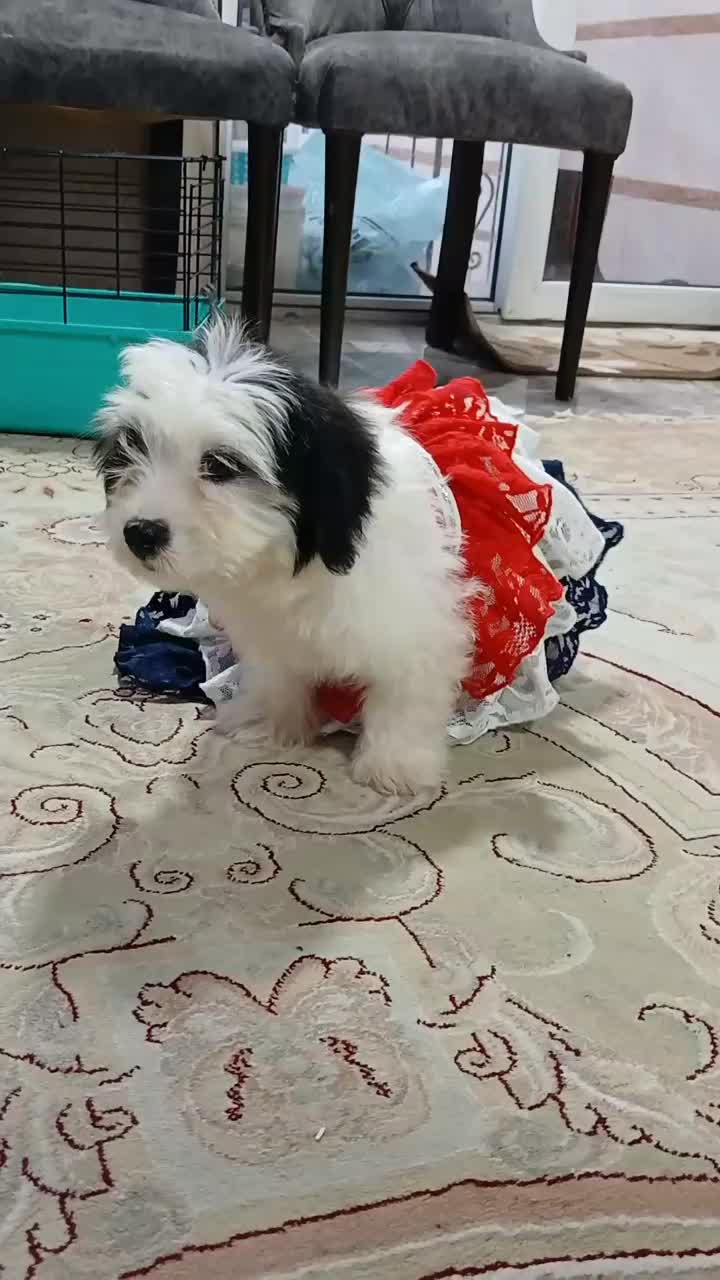 سگ شیتزو نر ۲ نیم ماهه فقط ۵|سگ|رشت, منظریه|دیوار