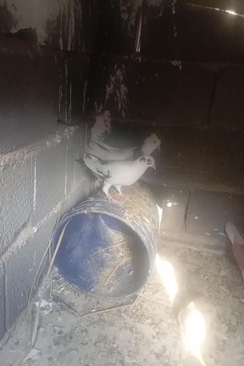 ۶تا کفتر|پرنده|کوه چنار, |دیوار