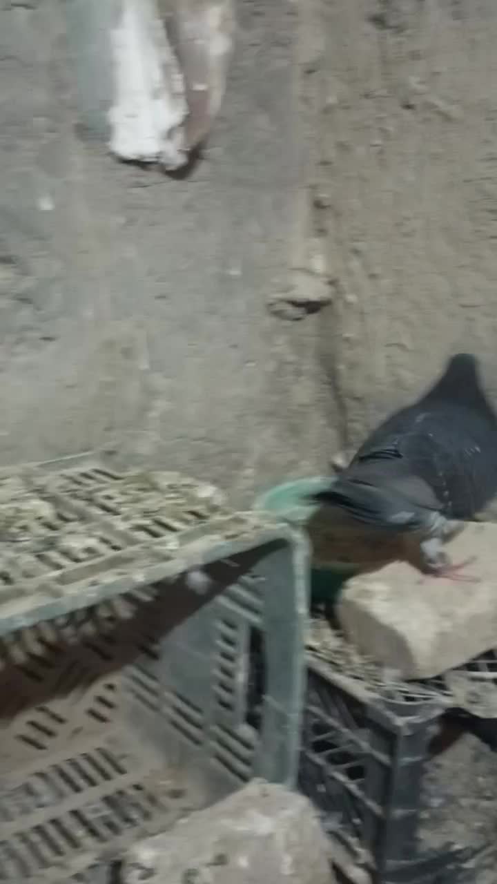 کبوتر چاپی|پرنده|زهک, |دیوار