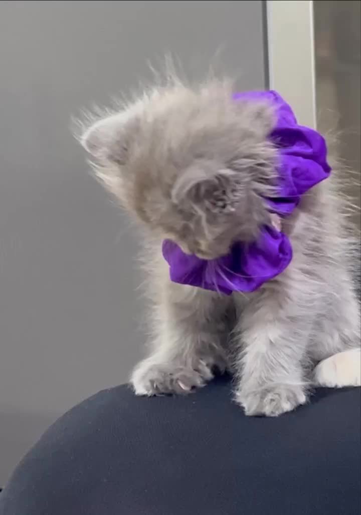 گربه بریتیش اسکاتیش|گربه|کرج, جهانشهر|دیوار