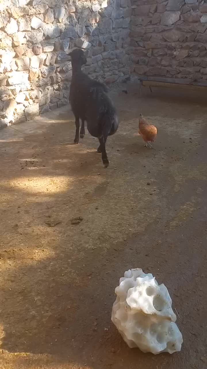 شیشک|حیوانات مزرعه|بروجرد, |دیوار