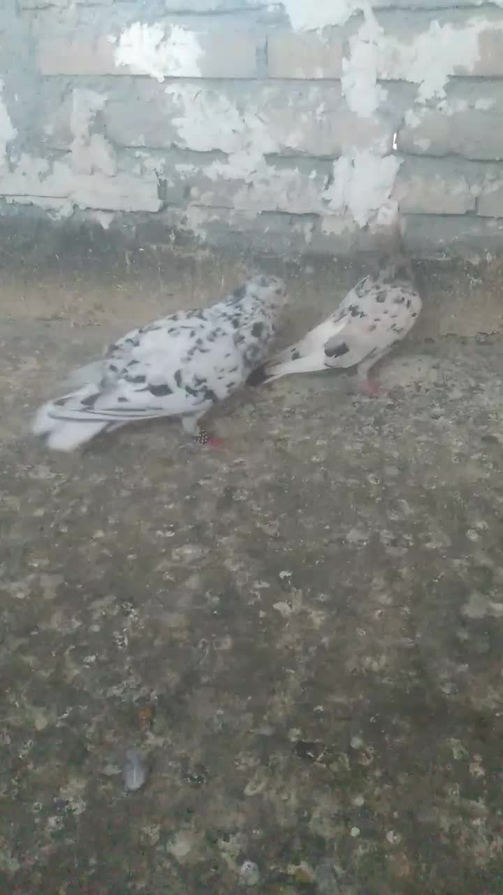 سار|پرنده|مشهد, پنجتن|دیوار