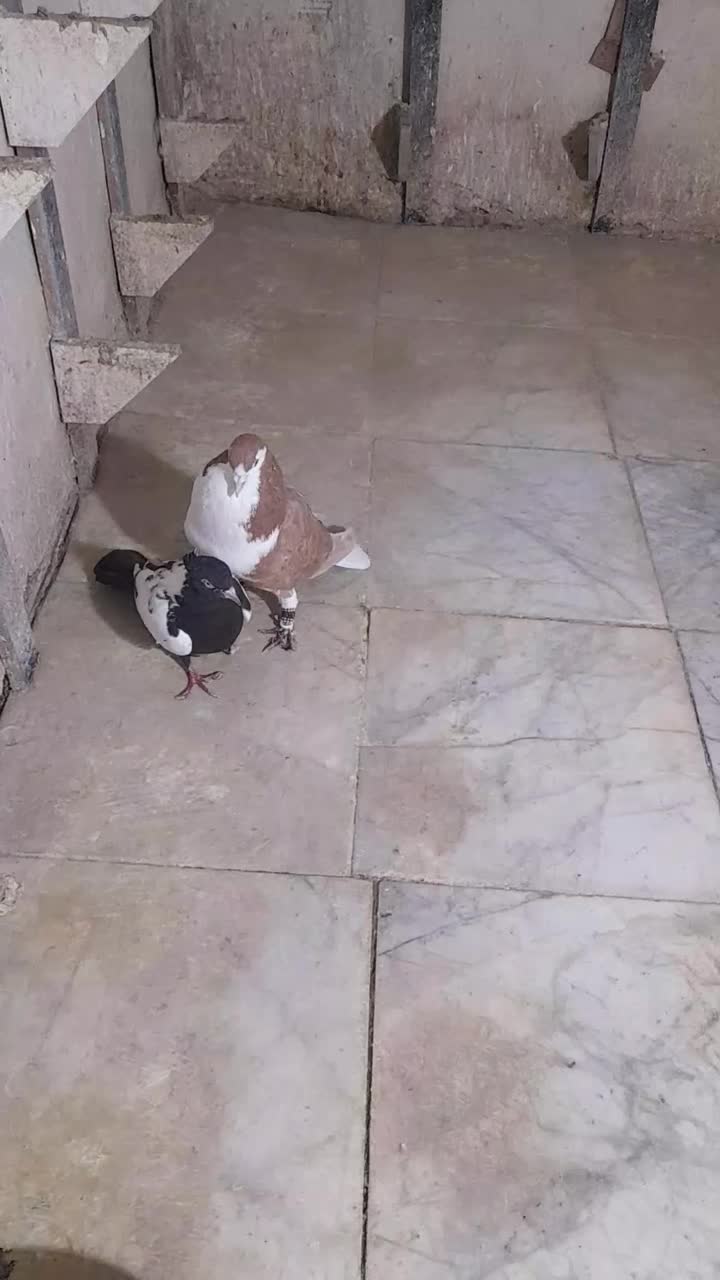 ساده زرد نر۵۰۰|پرنده|شیروان (خراسان), |دیوار