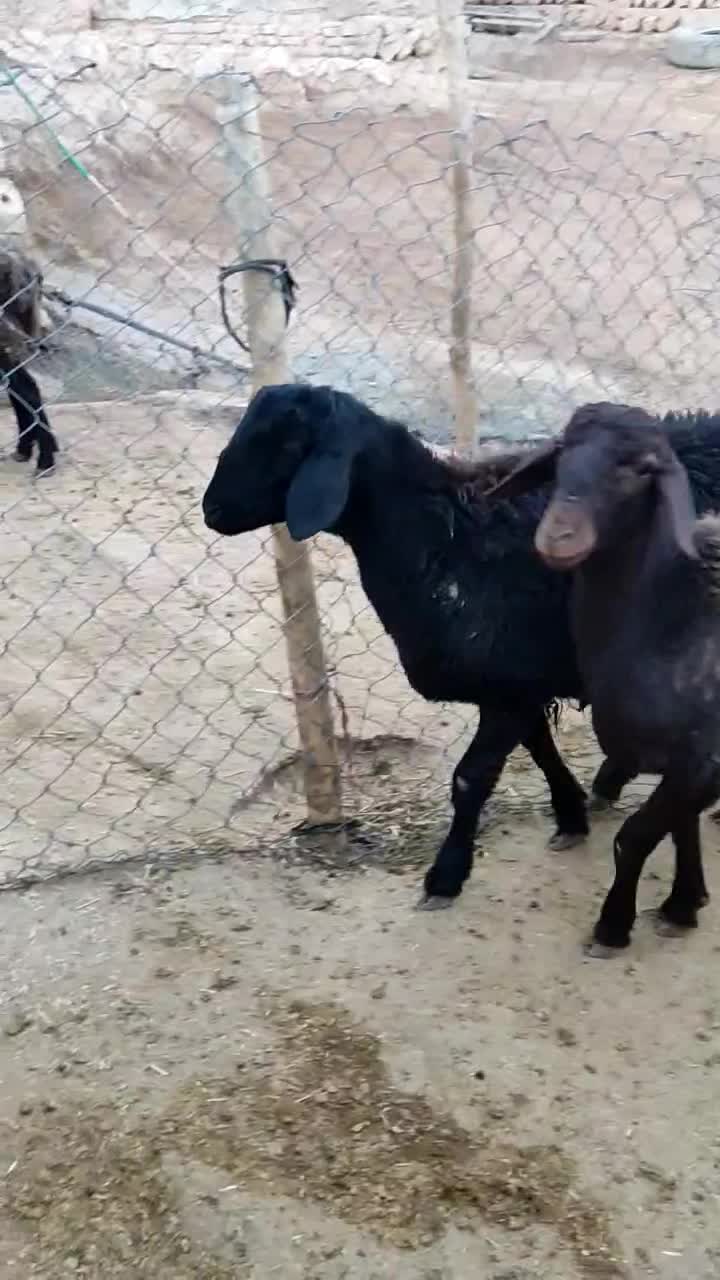 بره قوچ قره قزل درجه یک|حیوانات مزرعه|کوهدشت, |دیوار