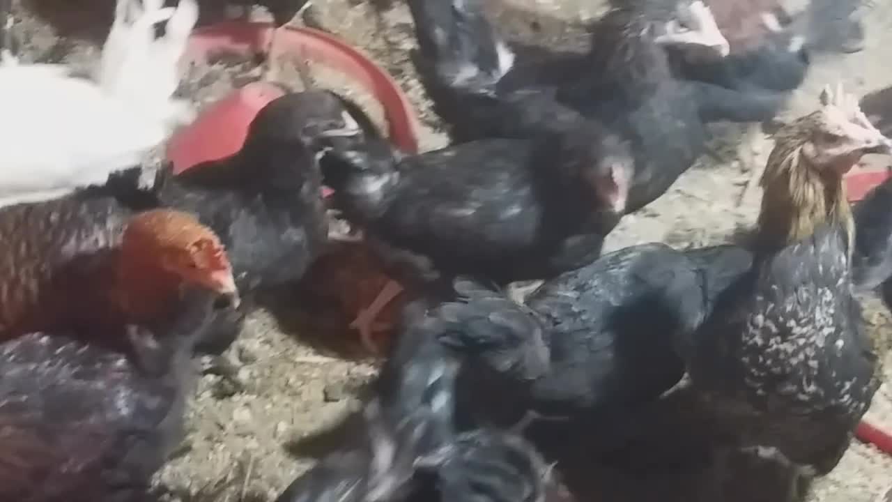 مرغ و خروس بلک استار جوان|حیوانات مزرعه|کاشان, طاهرآباد|دیوار