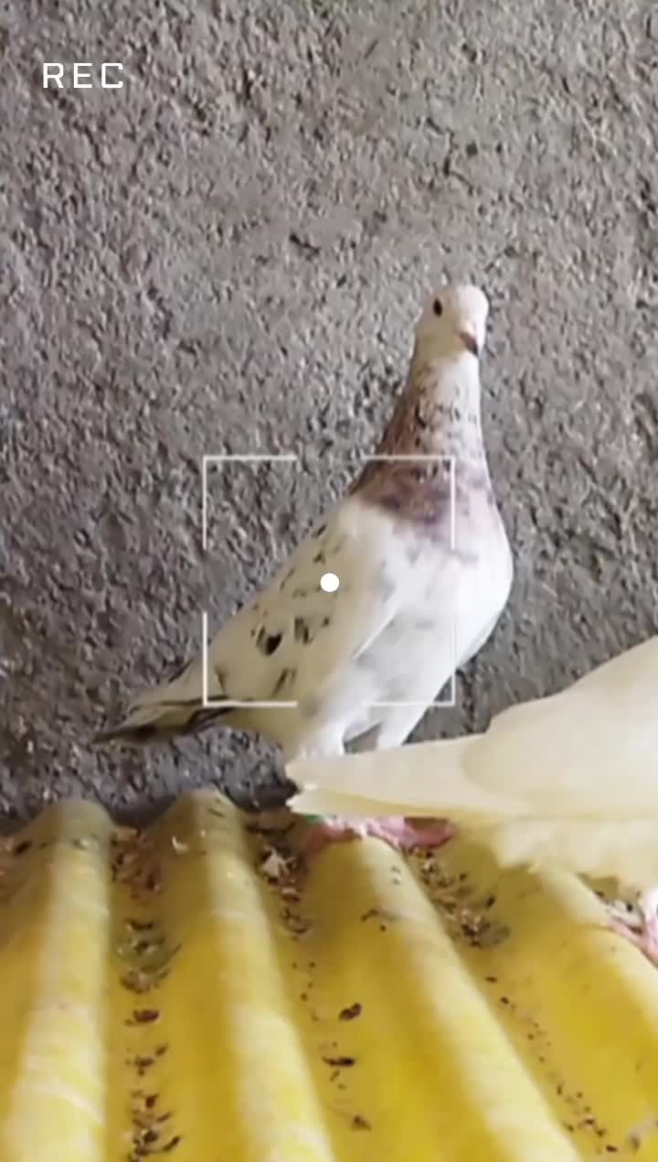 کبوتر|پرنده|زارچ, |دیوار