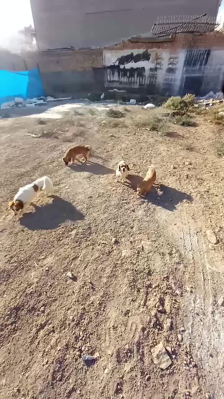 واگذاری سگ خوشگل و بازیگوش|سگ|قم, انسجام|دیوار