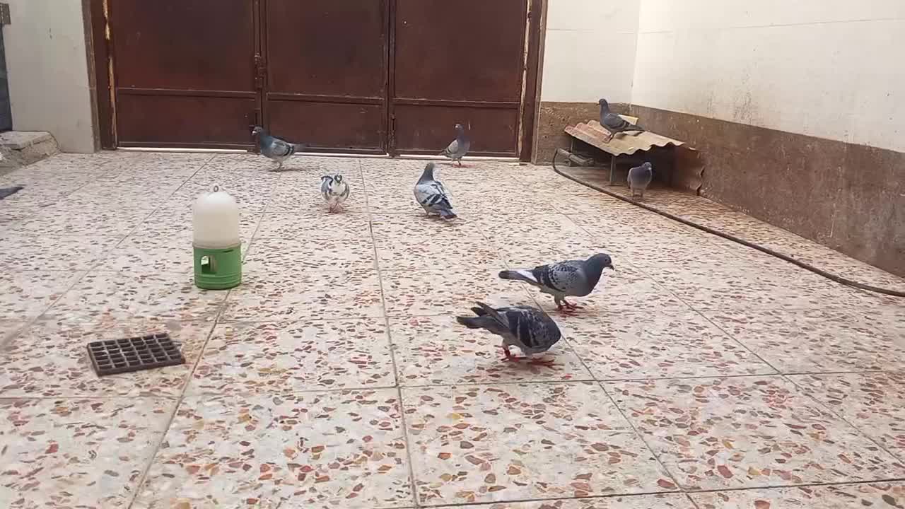 کبوتر|پرنده|باوی, |دیوار
