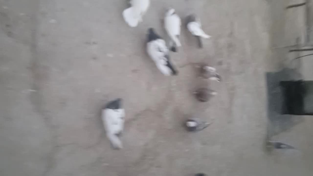 13تاکفتر صید|پرنده|مشهد, کشف|دیوار