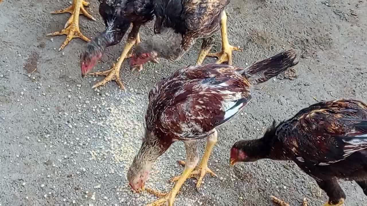 تخم مرغ لاری نطفه دار|حیوانات مزرعه|قزوین, |دیوار