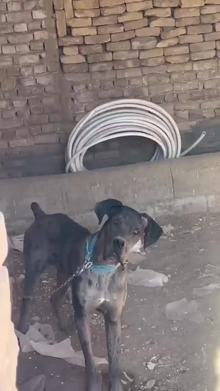 گریدین9ماهه شناسنامه دارواکسن خورده|سگ|بردسکن, |دیوار