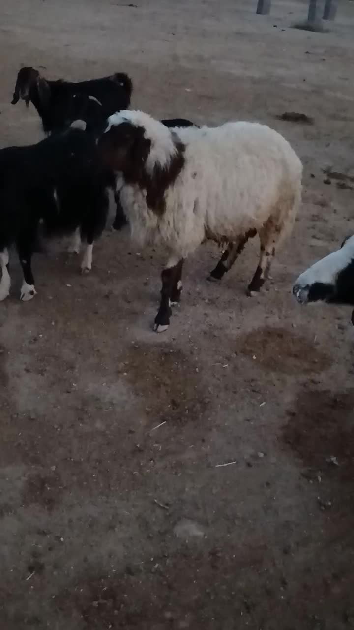 یک عدد شک ورن با یک کاور|حیوانات مزرعه|دهلران, |دیوار