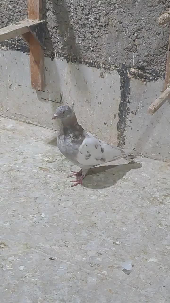 کفتر سینه پلاکی|پرنده|زرقان, |دیوار