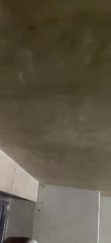 پامر|سگ|بوشهر, |دیوار