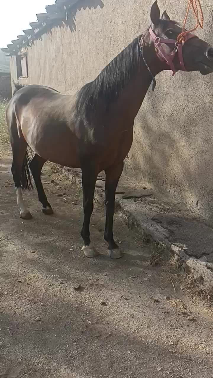 فروش مادیان عرب کرد|اسب و تجهیزات اسب‌سواری|ملایر, |دیوار
