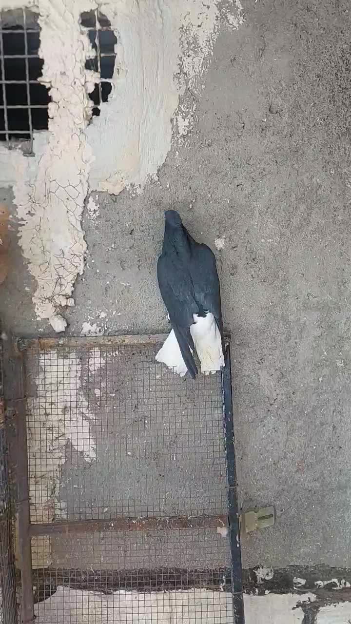 کبوتر|پرنده|قزوین, |دیوار