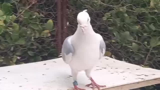 کبوتر|پرنده|لار, |دیوار