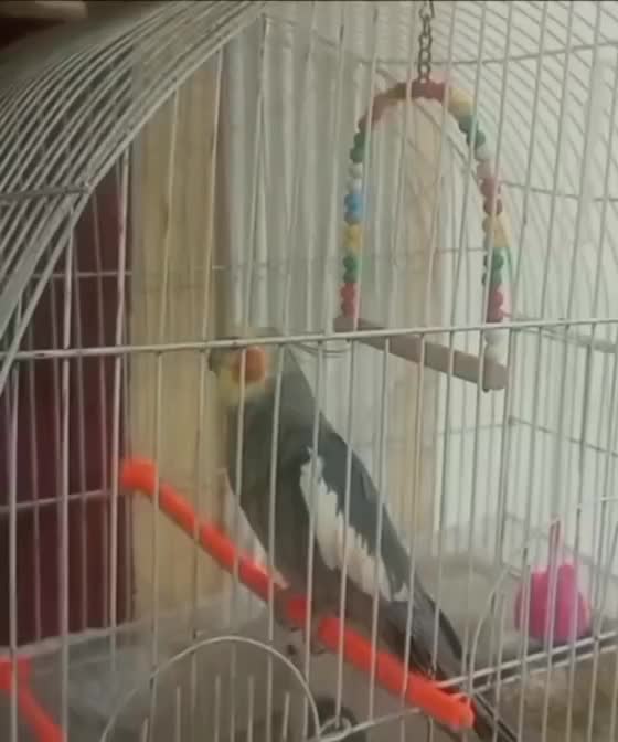 عروس هلندی نر|پرنده|گلبهار, شهر جدید گلبهار|دیوار