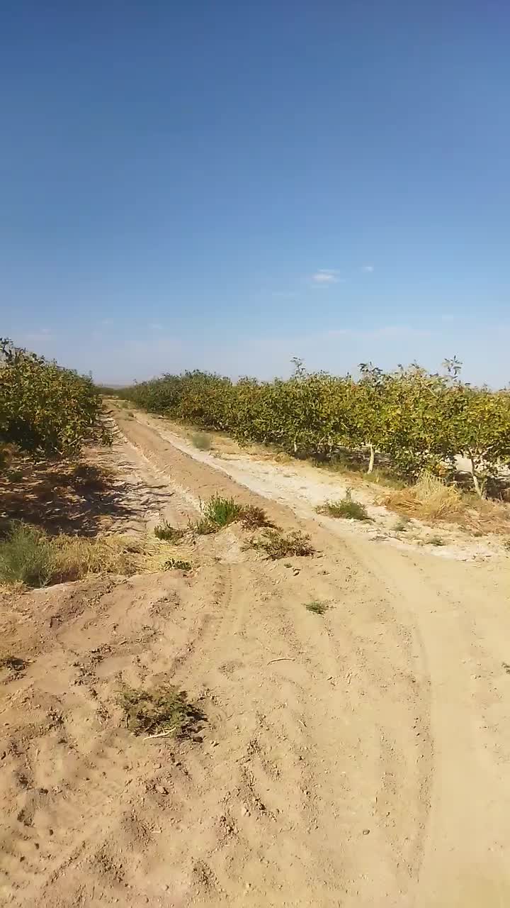 فروش زمین ۱ هکتار  فقط حبه ای 1500|فروش زمین و ملک کلنگی|مروست, |دیوار