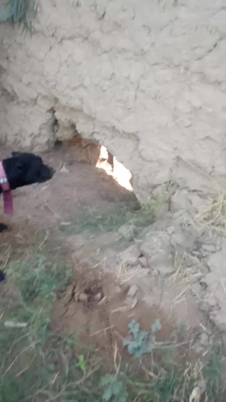 سگ پیتبول|سگ|کرمان, |دیوار