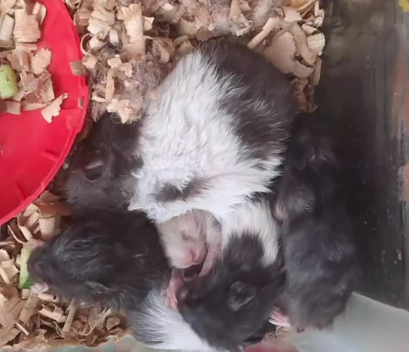 همستر|حیوانات مزرعه|ملایر, |دیوار