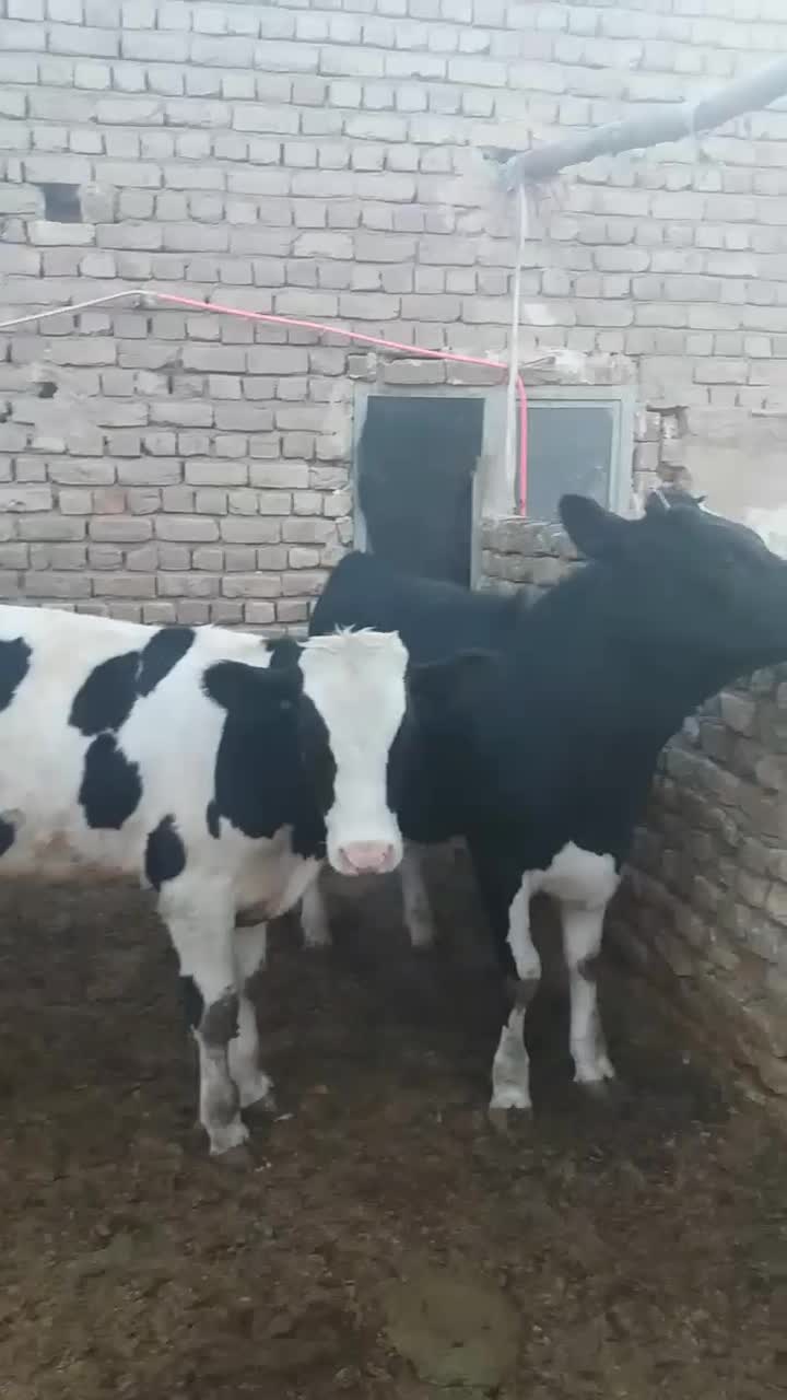 گاو تلیسه گوسال|حیوانات مزرعه|قم, الغدیر|دیوار