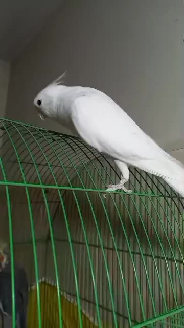 عروس هلندی اهلی آلبینو نر|پرنده|تبریز, |دیوار