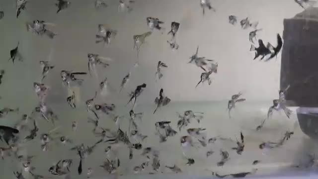 انجل|ماهی|تهران, شهرک ولیعصر شمالی|دیوار