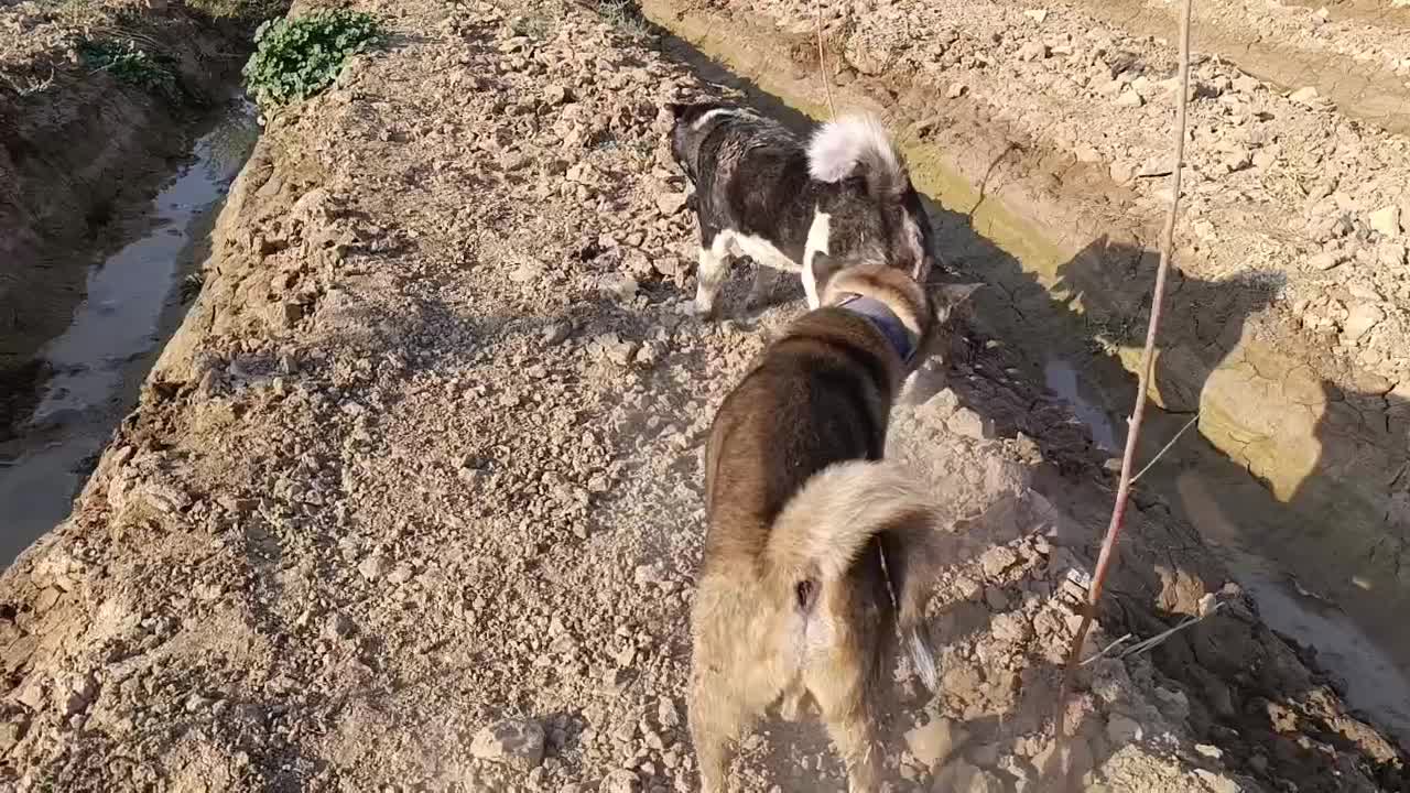 آکیتا آمریکایی|سگ|پاکدشت, پاکدشت (مامازند)|دیوار