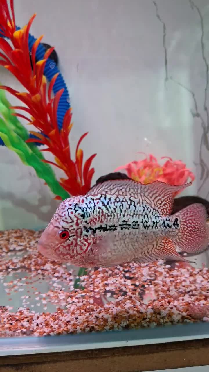 کامفا مولتی کالر کلکسیونی|ماهی|شیراز, گویم|دیوار