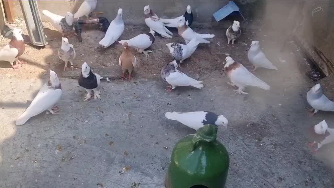 توضیحات کبوتر زینتی دارو طوقی کاکلی پاپر نقش رنگی|پرنده|آمل, |دیوار