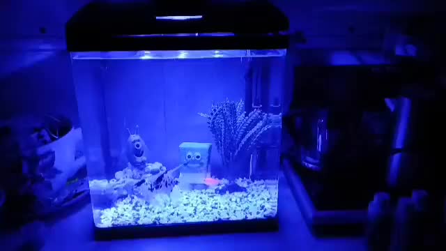 آکواریوم|ماهی|اسلام‌شهر, شهرک سعیدیه|دیوار