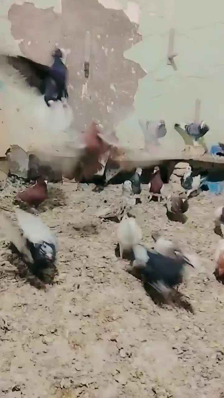 کبوتررنگی قزوینی|پرنده|کرخه, |دیوار