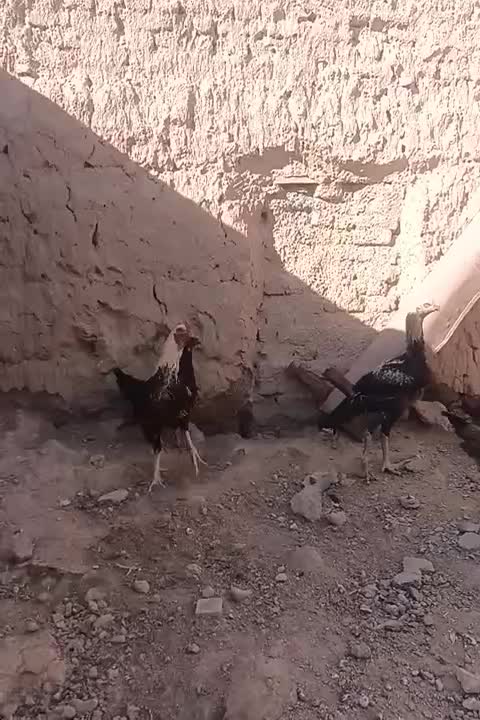 خروس لاری|حیوانات مزرعه|اسفراین, |دیوار