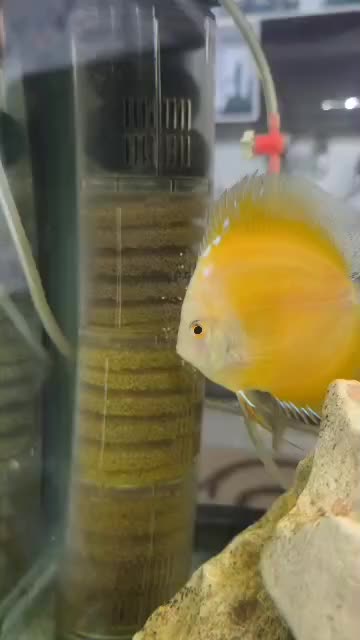 آکواریوم حرفه ای|ماهی|خرمآباد, |دیوار