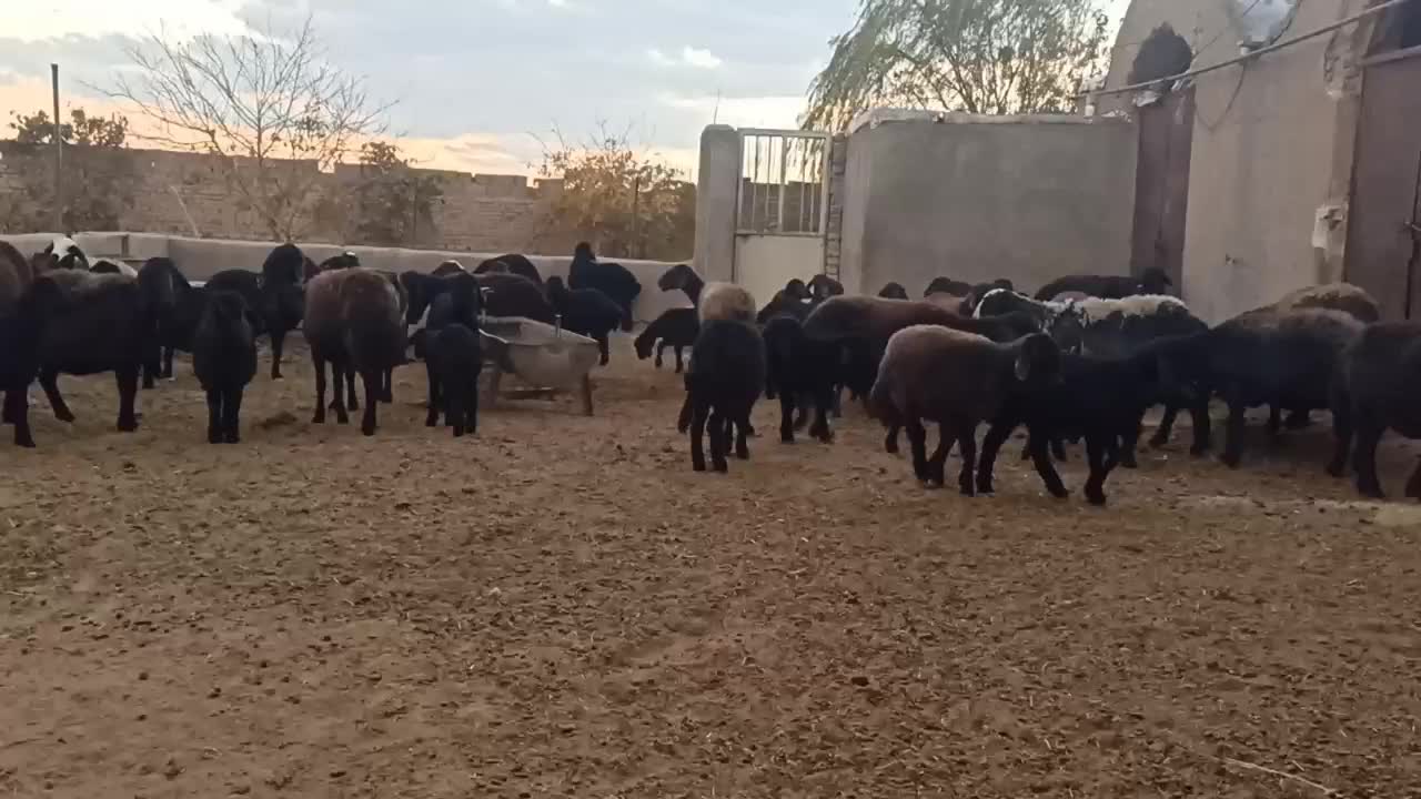 میش وبره افشاری|حیوانات مزرعه|رزن, |دیوار