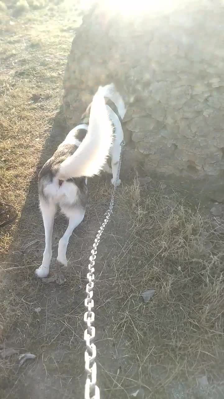 واگذاری|سگ|نمین, |دیوار