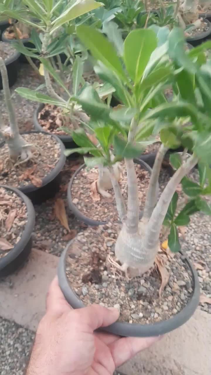 گلوگیاه طبیعی|گل و گیاه طبیعی|قزوین, |دیوار