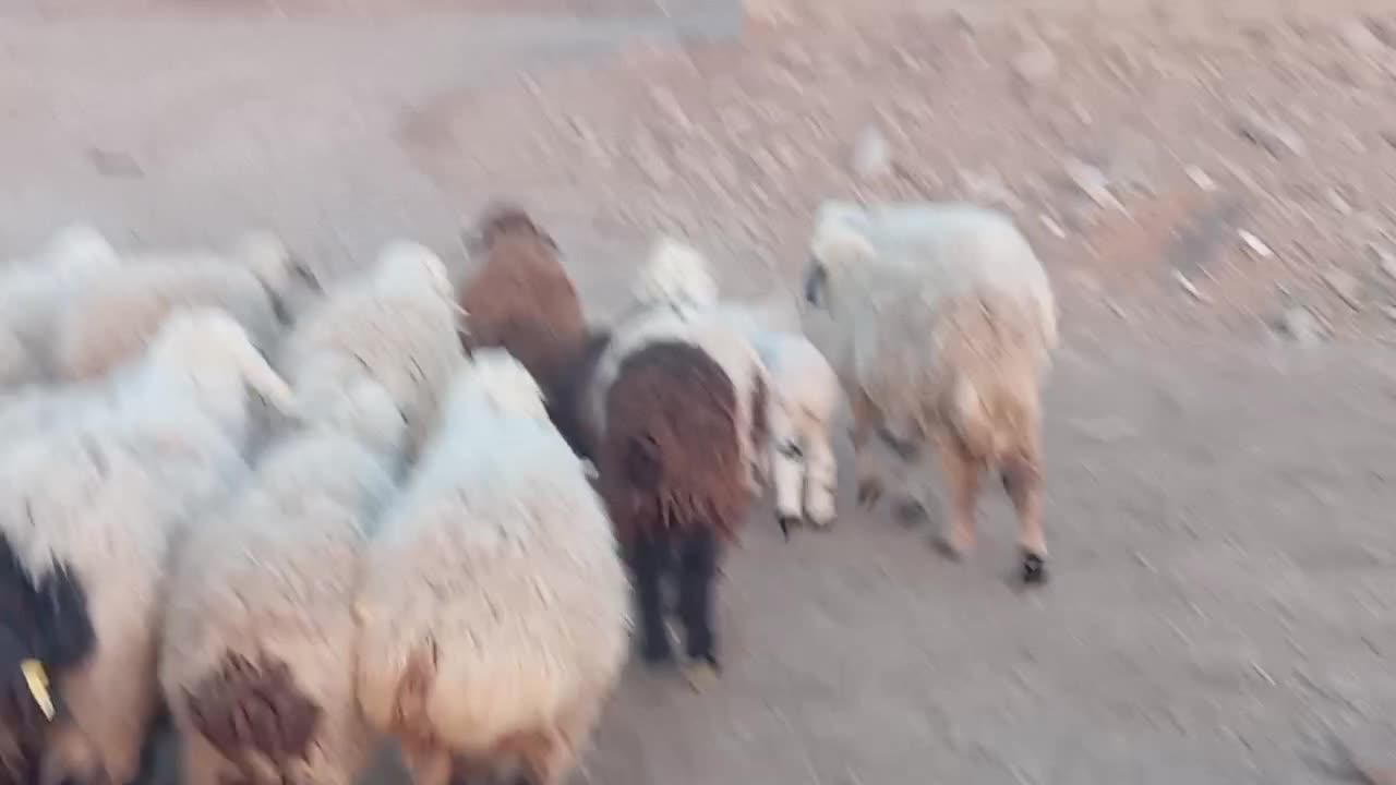 24میش داشتی|حیوانات مزرعه|خوسف, |دیوار