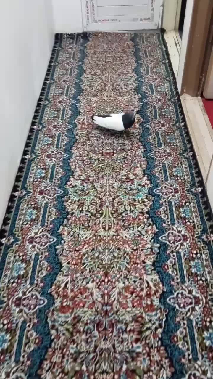 سینه سیاه دستی|پرنده|کرمان, |دیوار