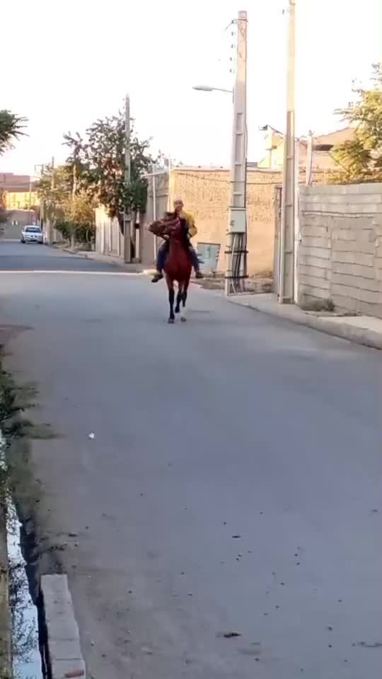 اسب کرد|اسب و تجهیزات اسب‌سواری|میاندوآب, |دیوار