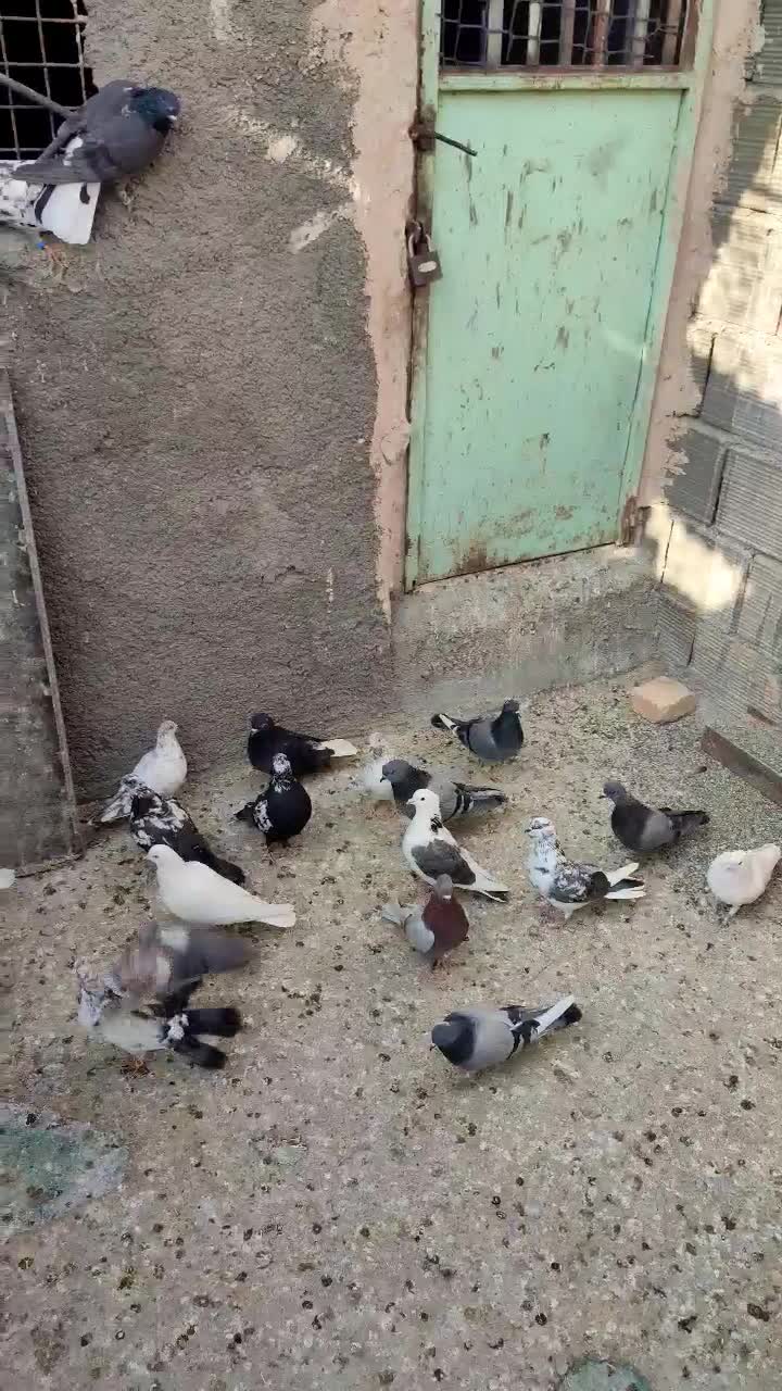 ۳۰ طوق کفتر ماده پرشی قرچک ورامین|پرنده|قرچک, پویینک|دیوار