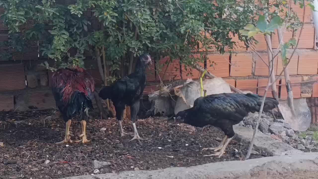 مرغ لاری|حیوانات مزرعه|بندر ترکمن, |دیوار