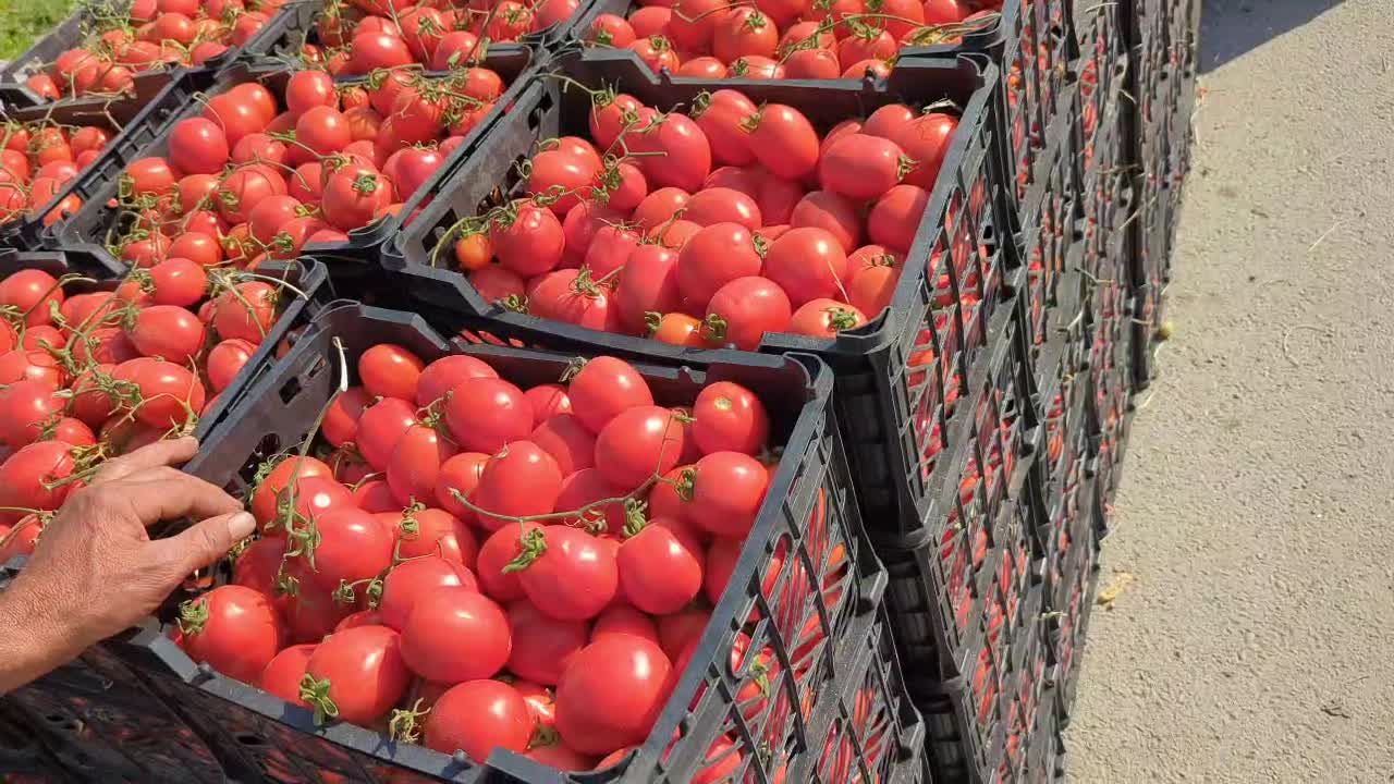 گوجه  لوکس صادراتی درجه یک|عمده‌فروشی|بهبهان, |دیوار