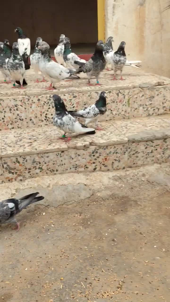 کبوتر|پرنده|چابهار, |دیوار