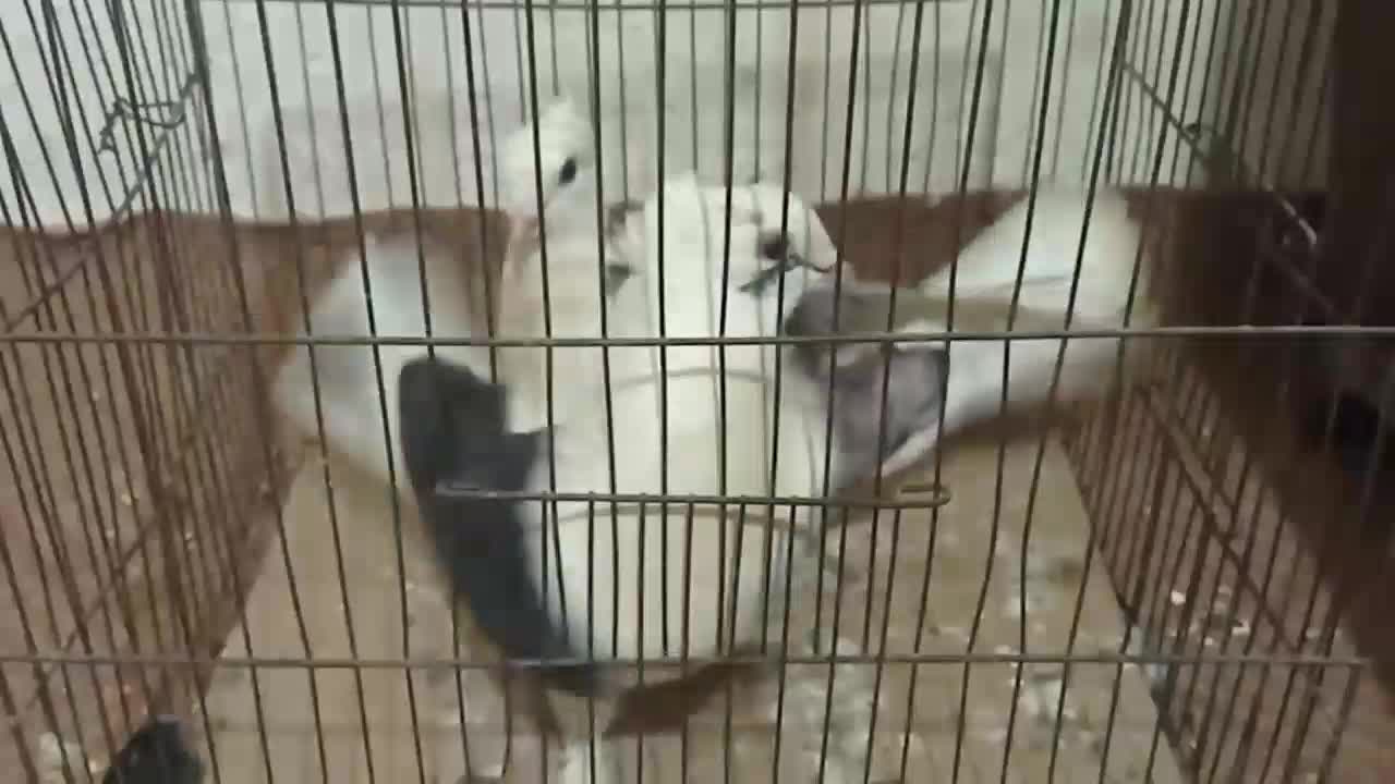 کبوتر|پرنده|خان ببین, |دیوار