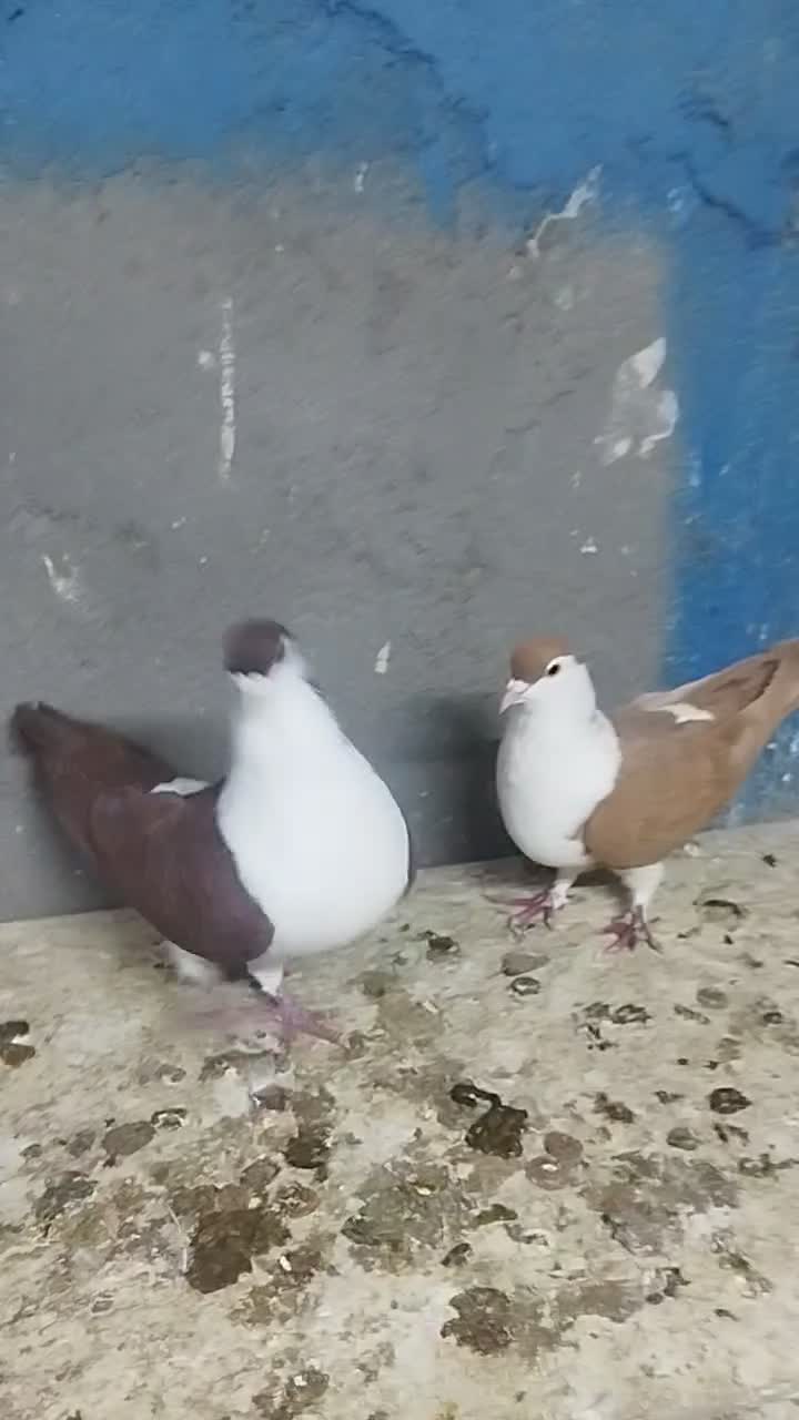 کبوتر خوشکل|پرنده|تربت جام, جامرود|دیوار