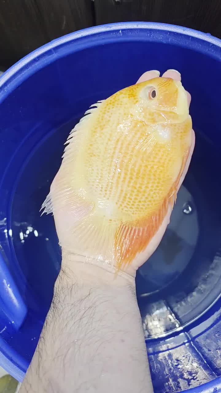 پرت کینگ غول پیکر...سورم رداسپات سایز فوق درشت|ماهی|اصفهان, مسجد مصلی|دیوار